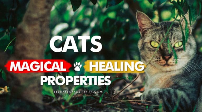propiedades curativas de los gatos