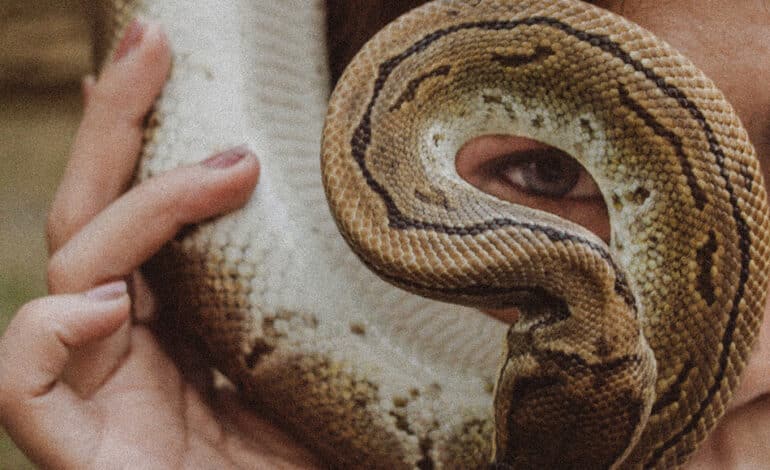  What Your Dreams About Snakes Mean: The Meaning Behind Snakes in Your Dreams