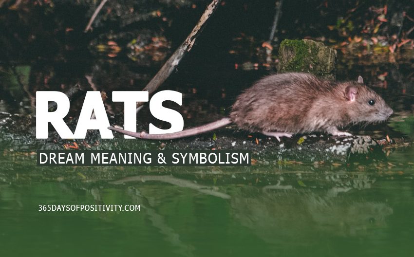 dream about rats