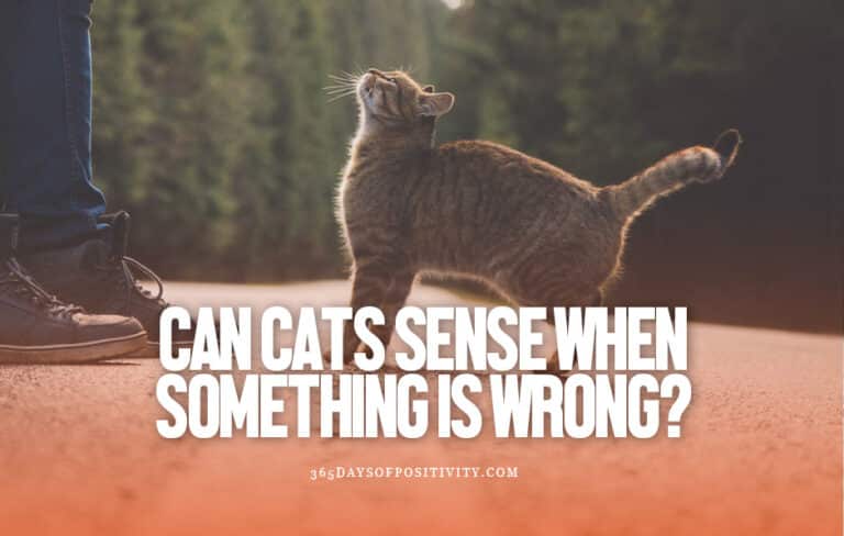 ¿pueden los gatos sentir cuando algo va mal?