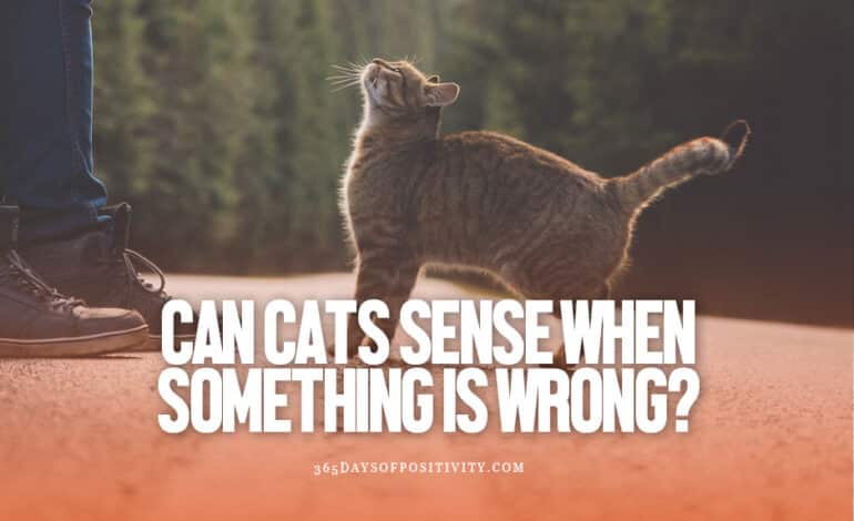 can cats sense when something is wrong