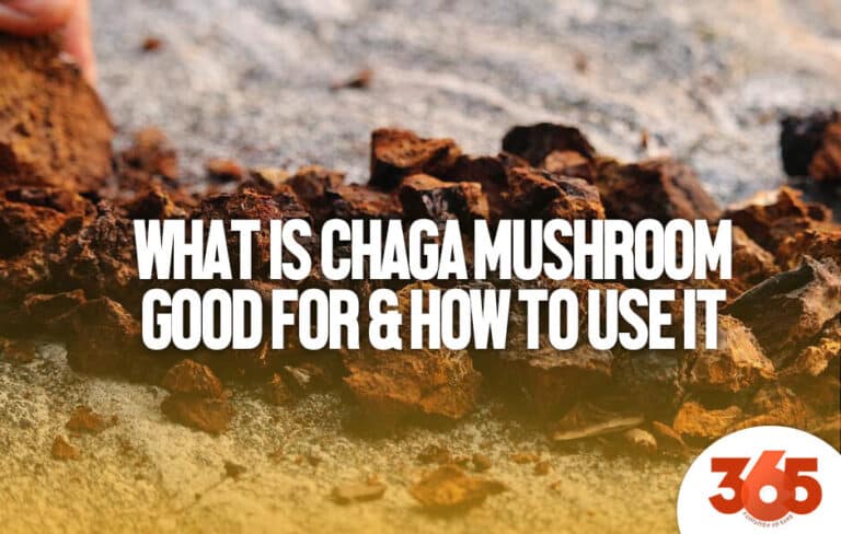 what is chaga mushroom good for