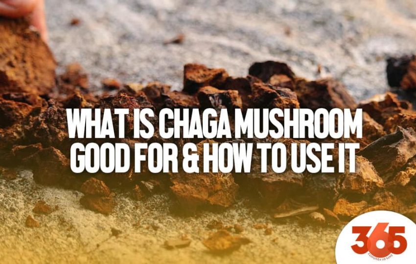 what is chaga mushroom good for