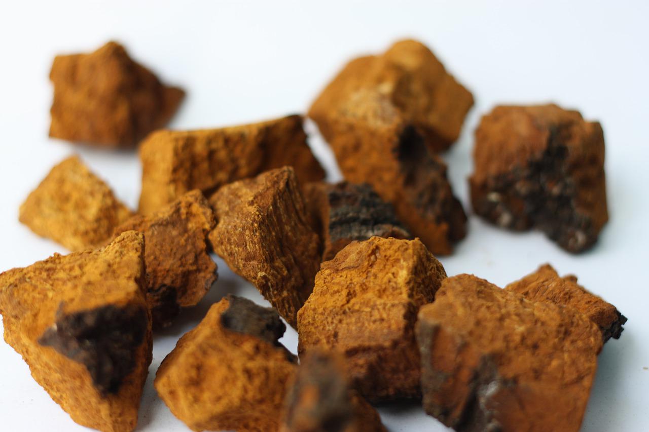 What Is Chaga Mushroom Good For & How To Use It? Benefits of Chaga