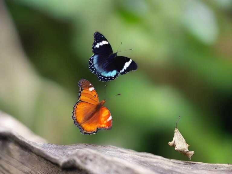 seeing two butterflies