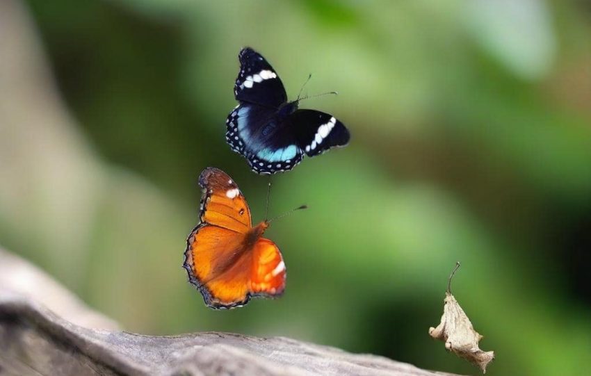 seeing two butterflies