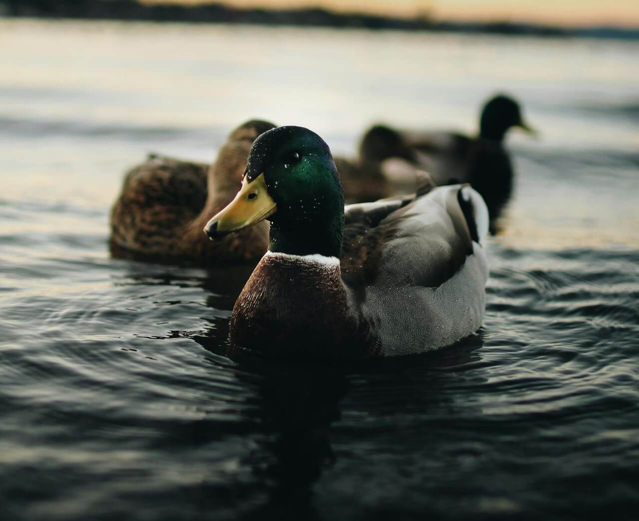 2 ducks spiritual meaning